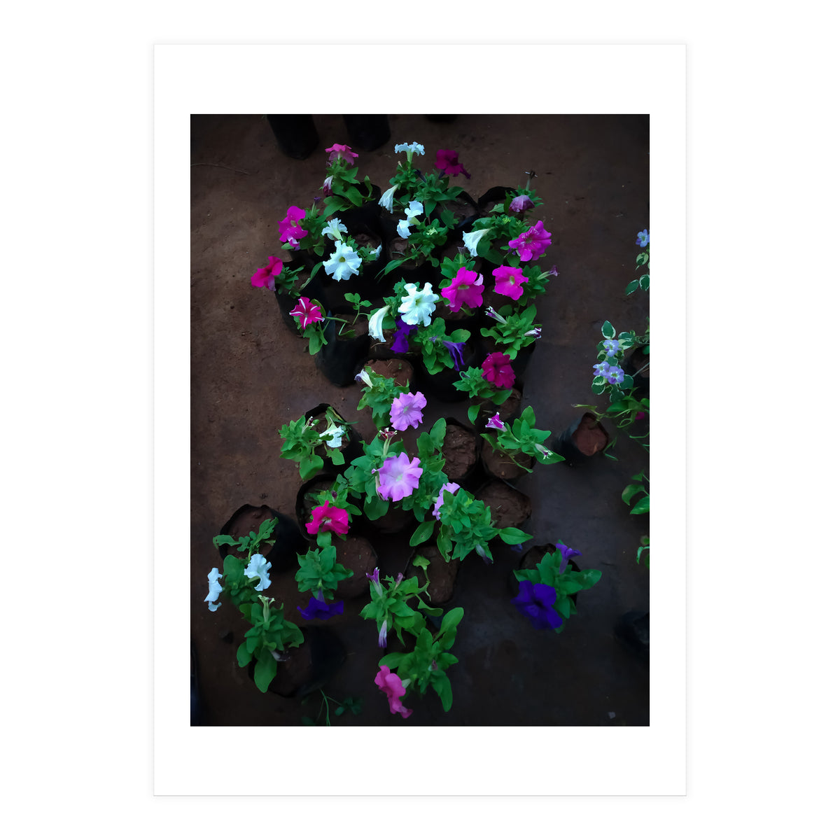 Beautiful Flower Garden (Print Only)
