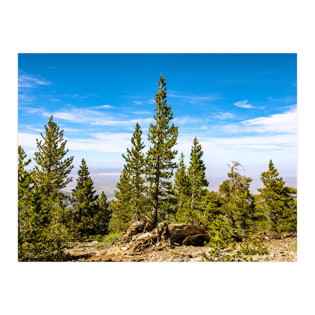 Pine Mountain (Print Only)