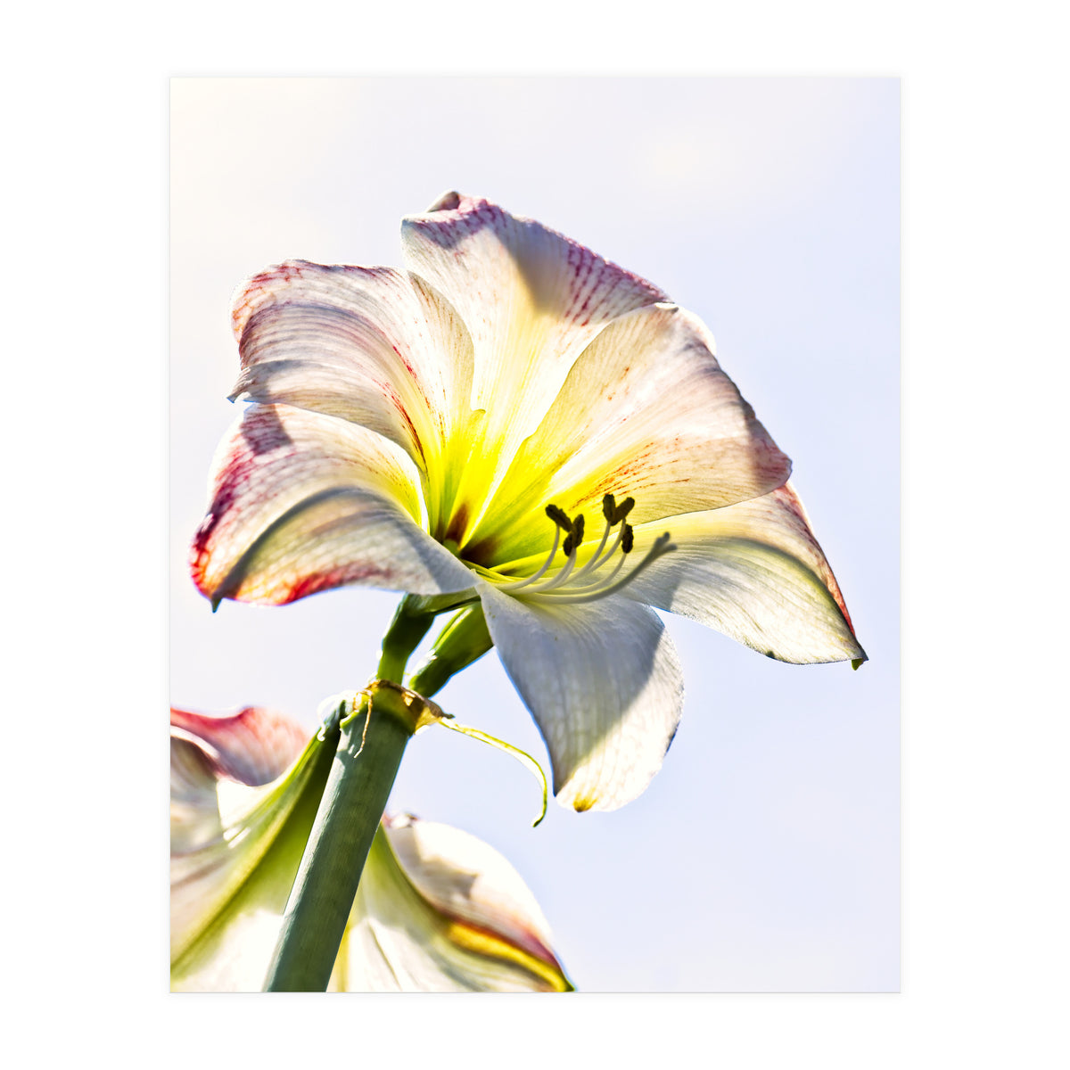Amaryllis 2 (Print Only)