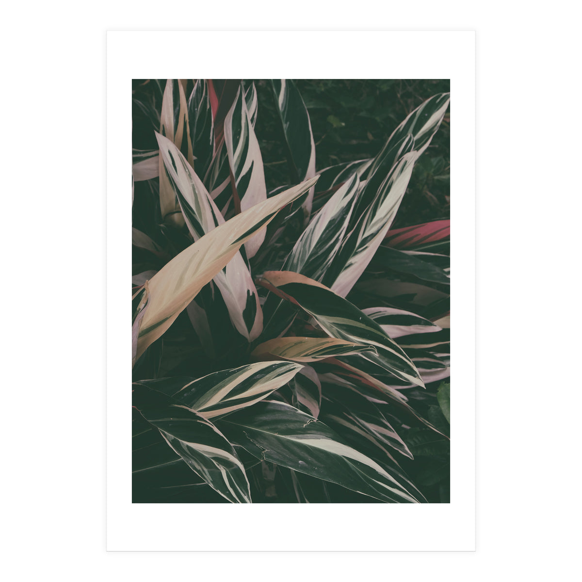 MARANTA LEAVES (Print Only)
