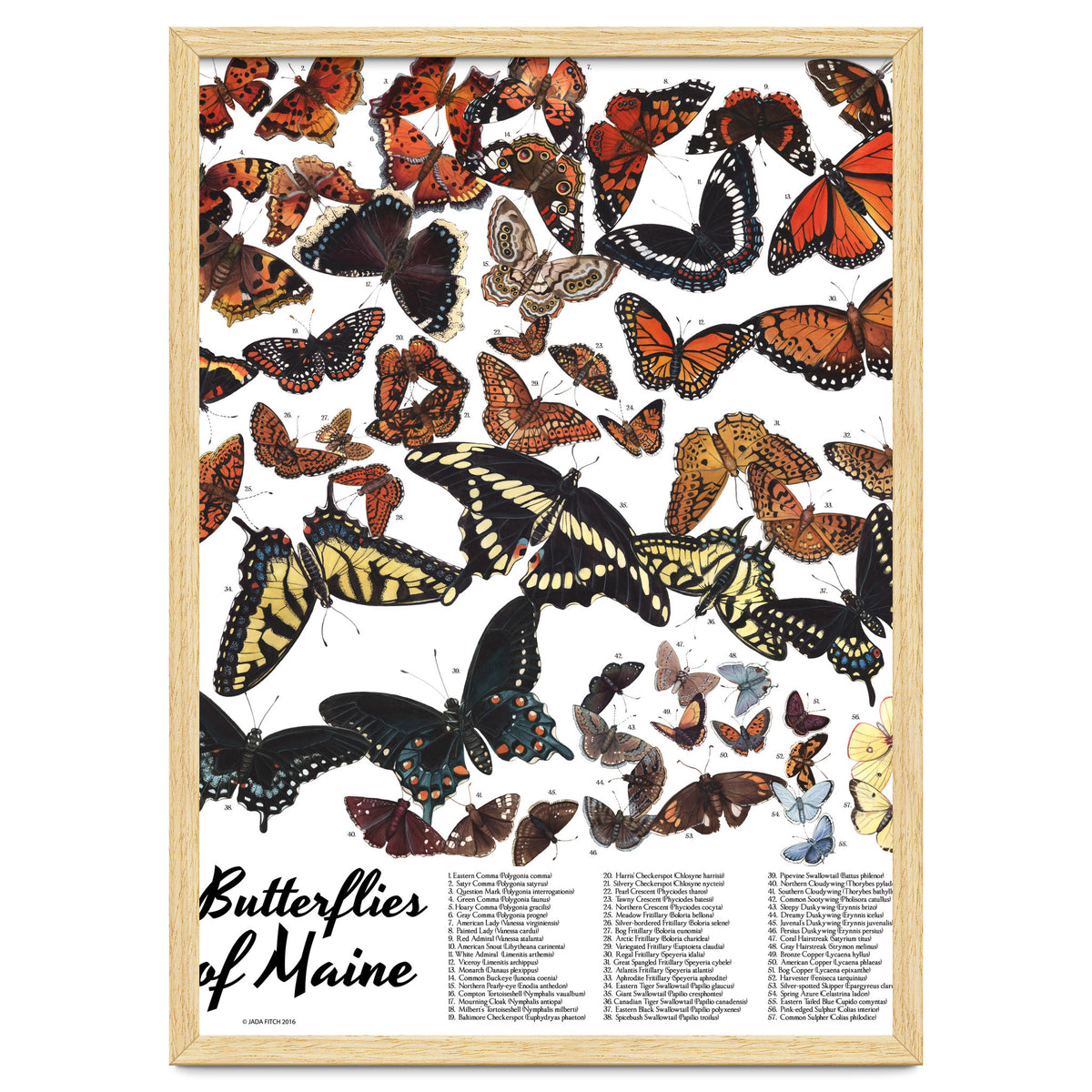 Maine Butterflies Chart