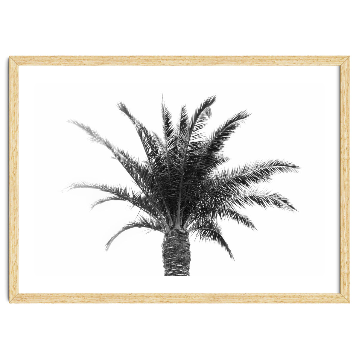 Palm Tree