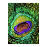 Peacock feather (Print Only) thumbnail