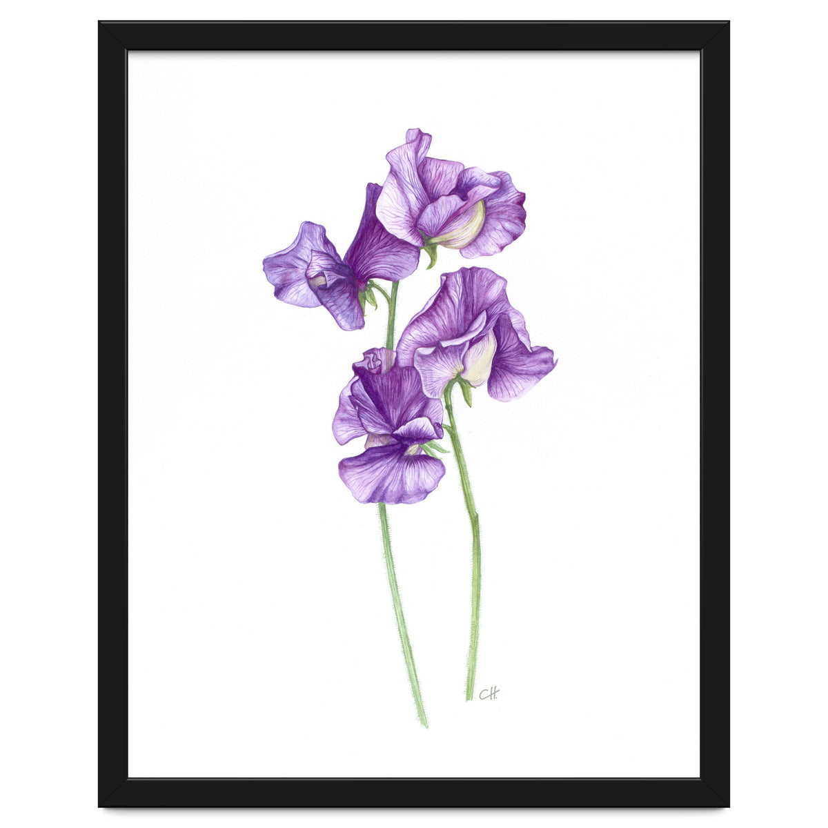 A Purple Posy Of Sweet Peas