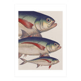 Fish Classic Designs 5 (Print Only) thumbnail