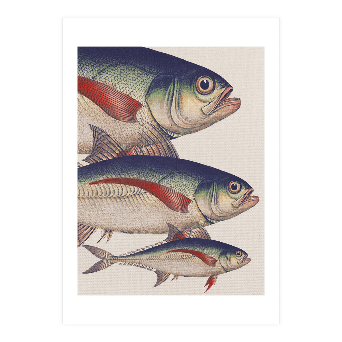 Fish Classic Designs 5 (Print Only)