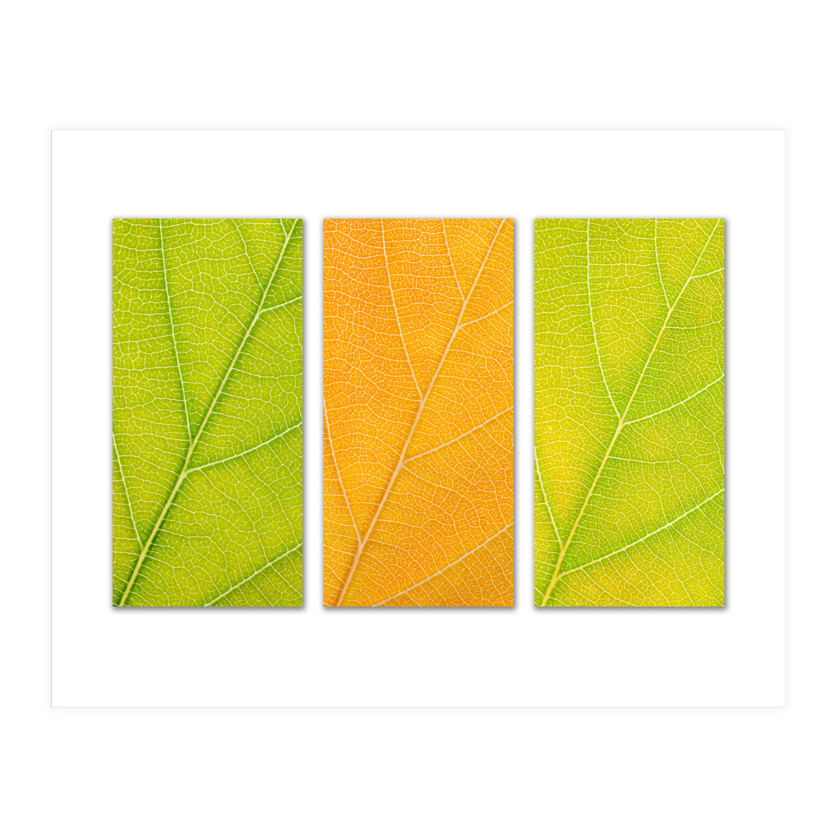 Autumn Leaves (Print Only)