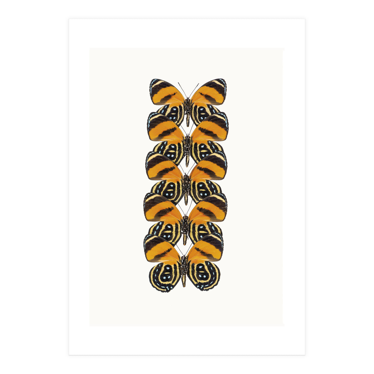 Cc Butterflies 07 (Print Only)