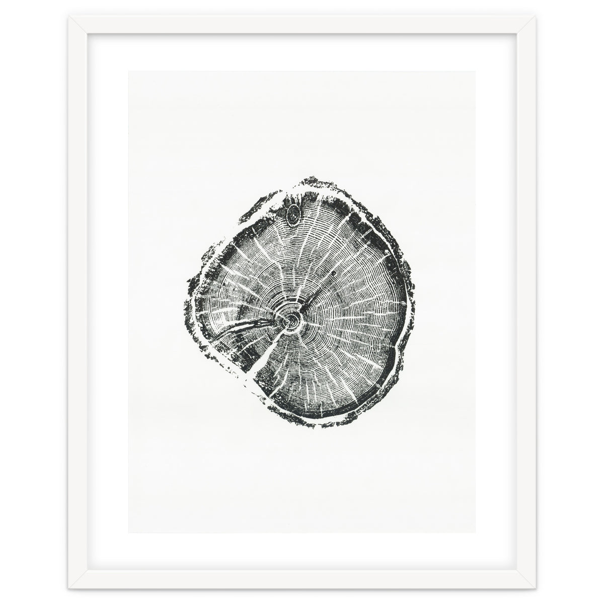 Tree Ring Print, Albion Basin, Utah, Pine Tree Print