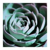DARKSIDE OF SUCCULENTS III-A (Print Only) thumbnail