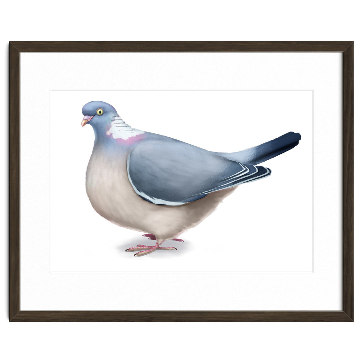 Wood Pigeon