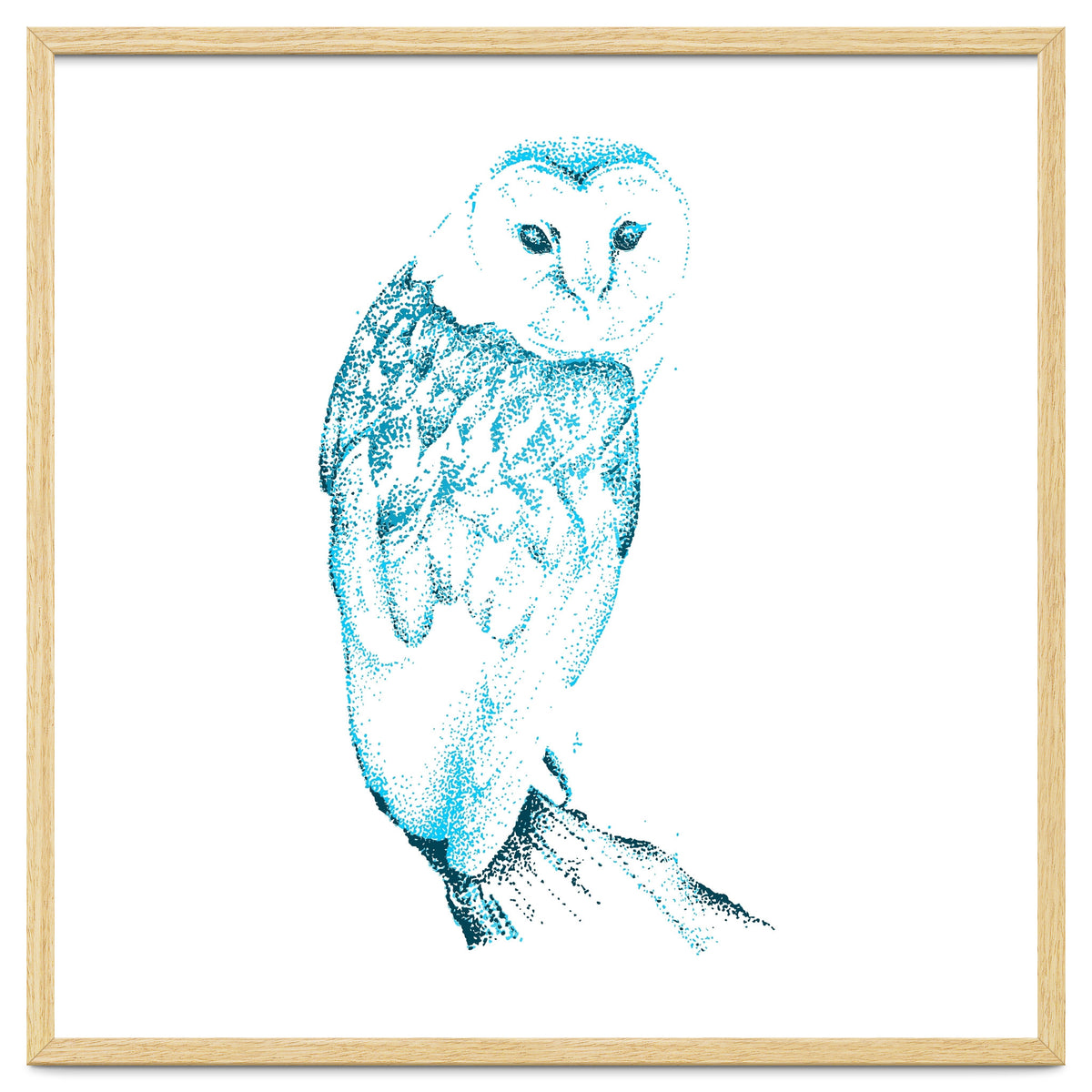 Barn Owl in Teal
