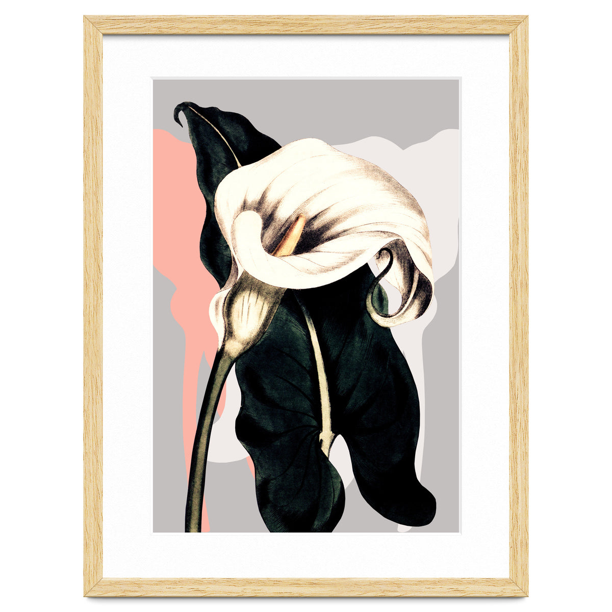 Calla lily flower