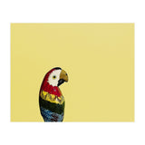 Parrot (Print Only) thumbnail