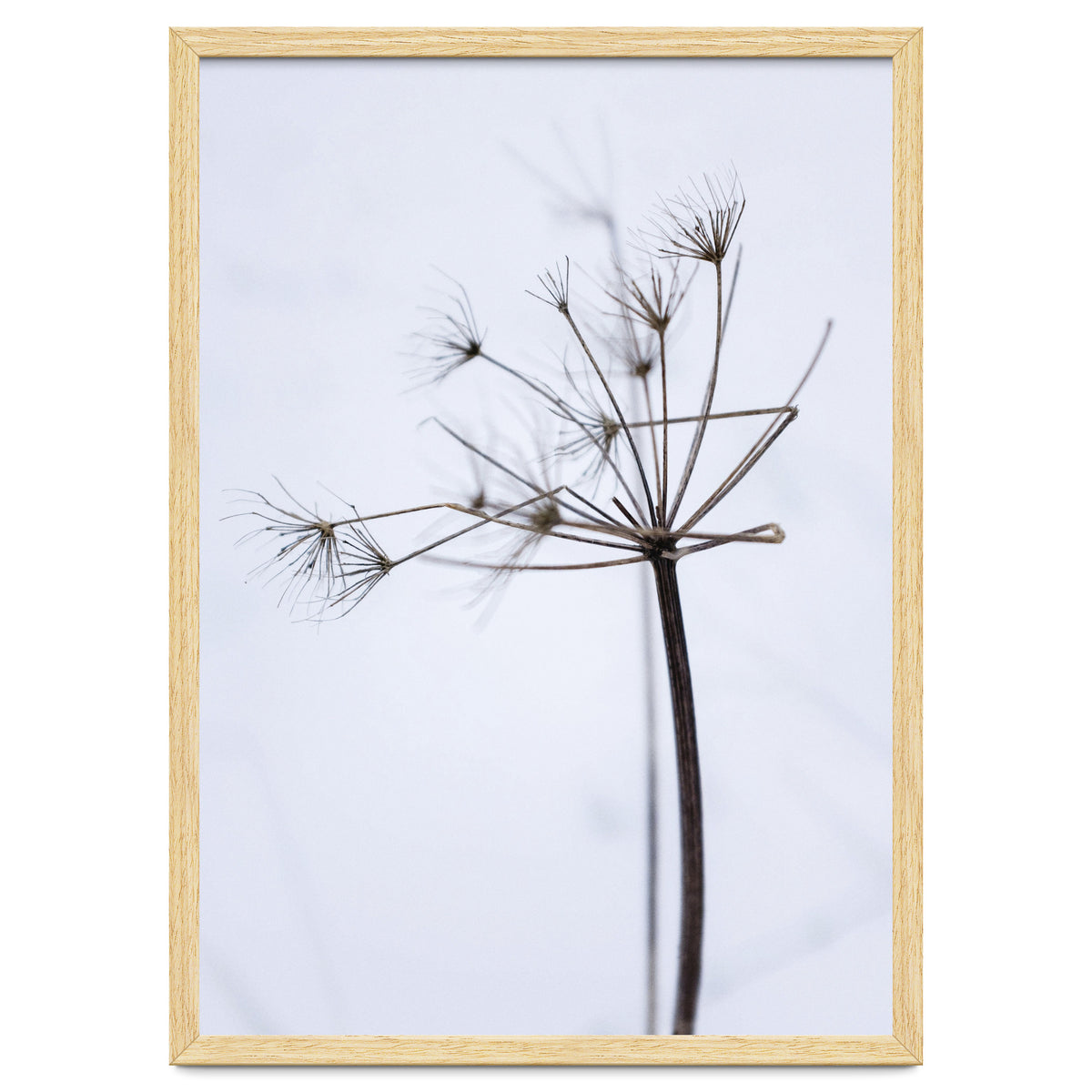 Wildflower in Winter