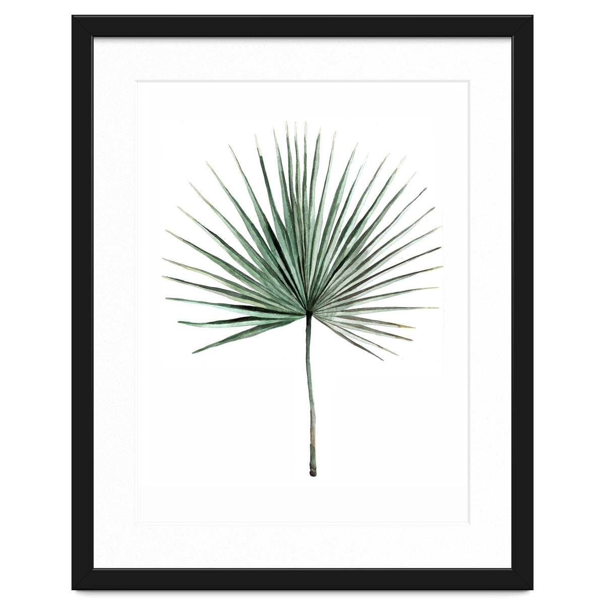 Botanical Illustration Fanpalm