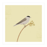 Blackcap  (Print Only) thumbnail