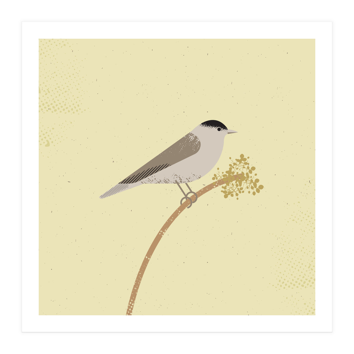 Blackcap  (Print Only)