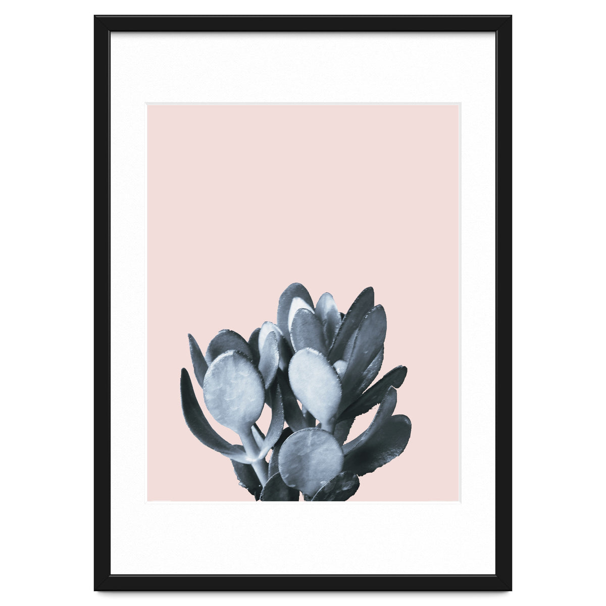 Cactus collection BL-II