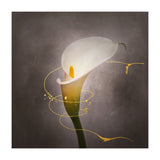 Graceful flower - Calla No. 4 | vintage style gold (Print Only) thumbnail