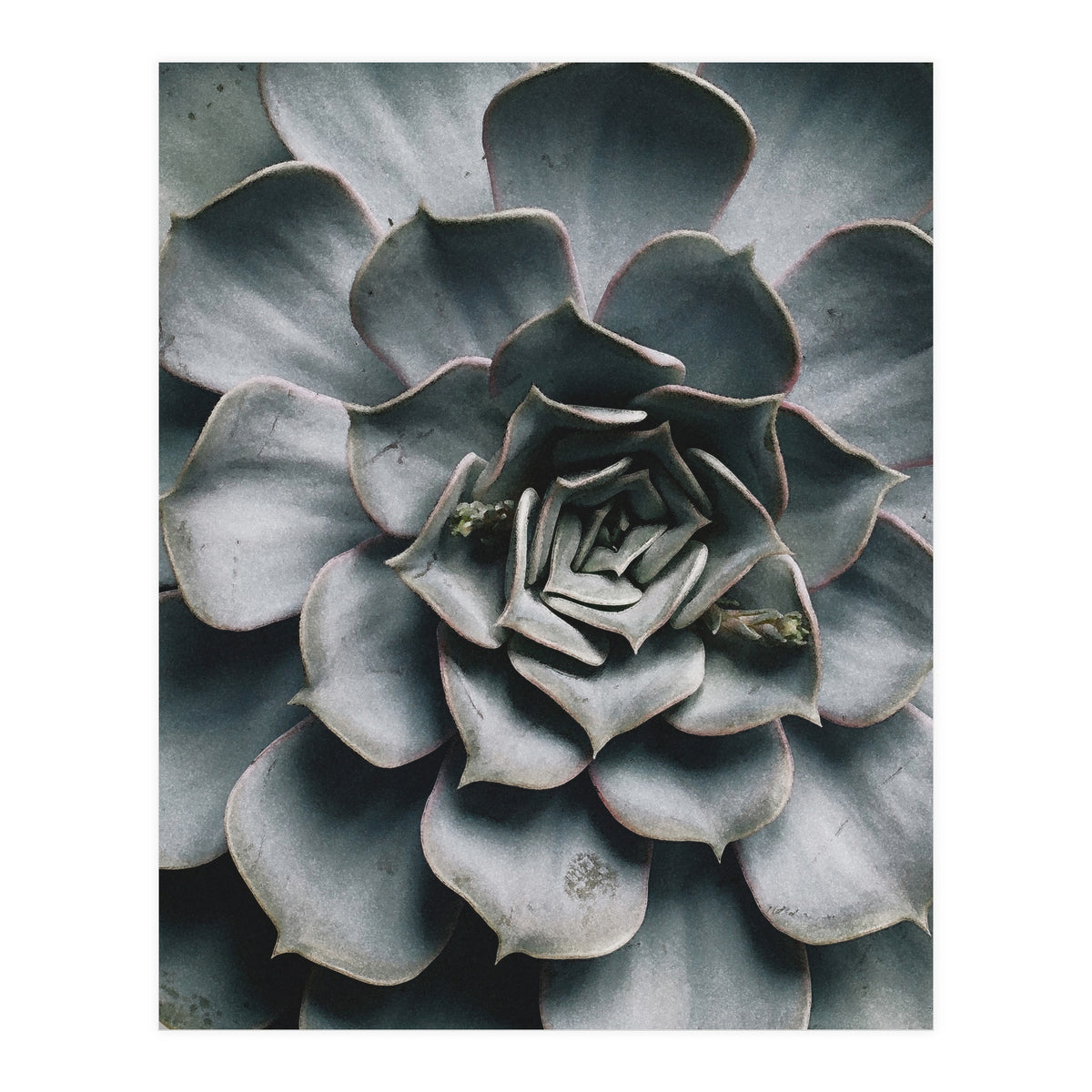 pianta grassa (Print Only)