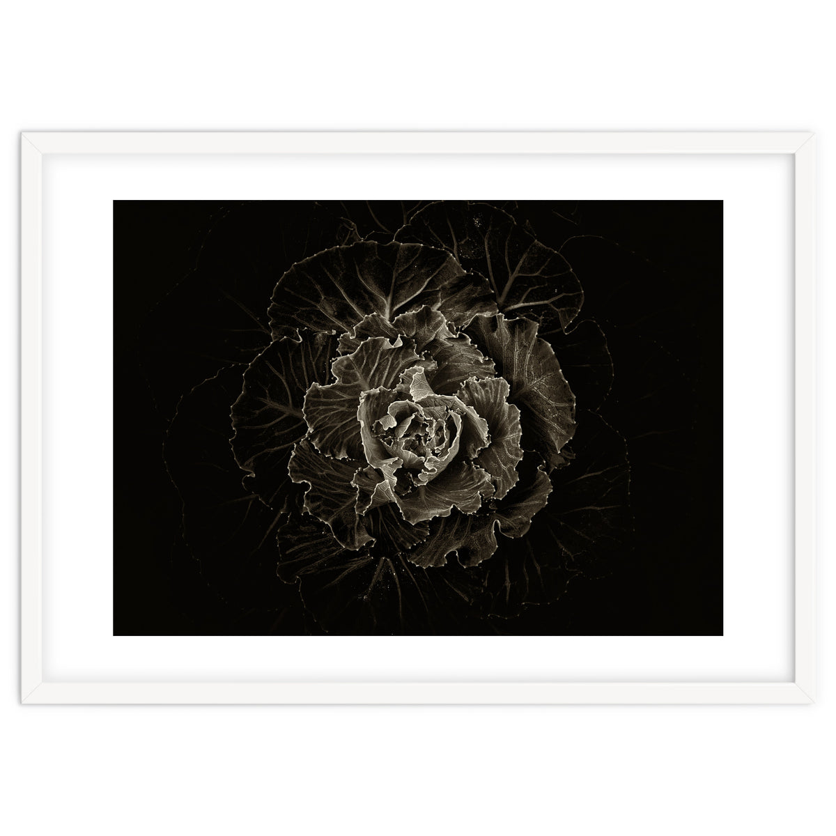 Backyard Flowers No 100 Sepia Version