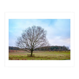 Young Oak Tree in Winter  (Print Only) thumbnail