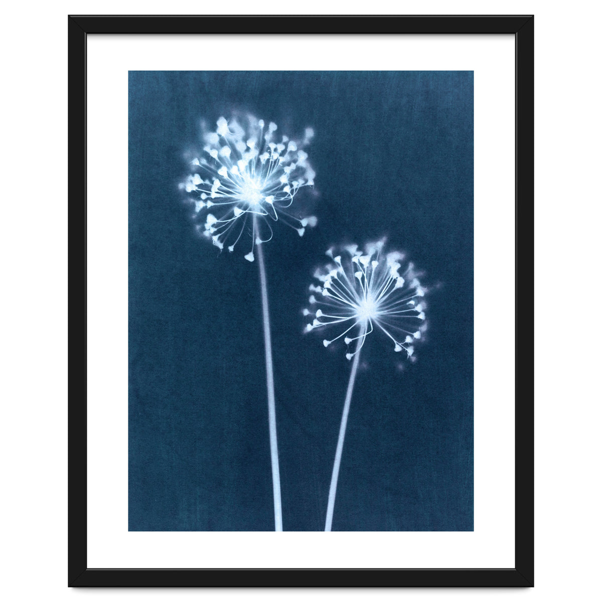 Indigo Dandelion
