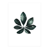 Botanical Illustration Arboricola Schefflera (Print Only) thumbnail