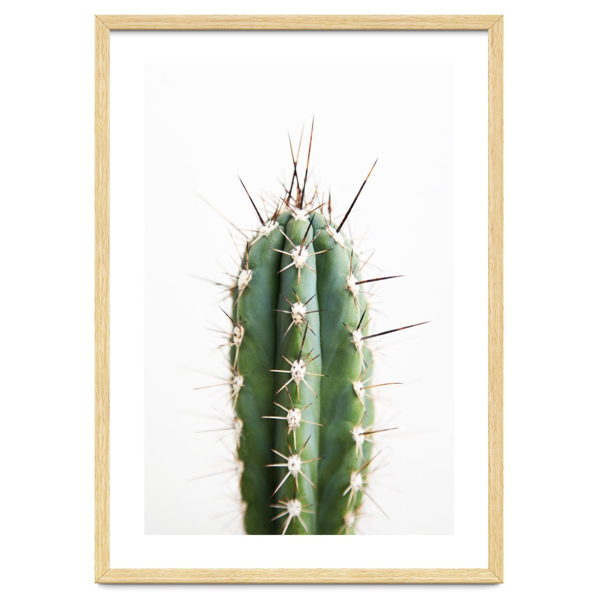 Cacti