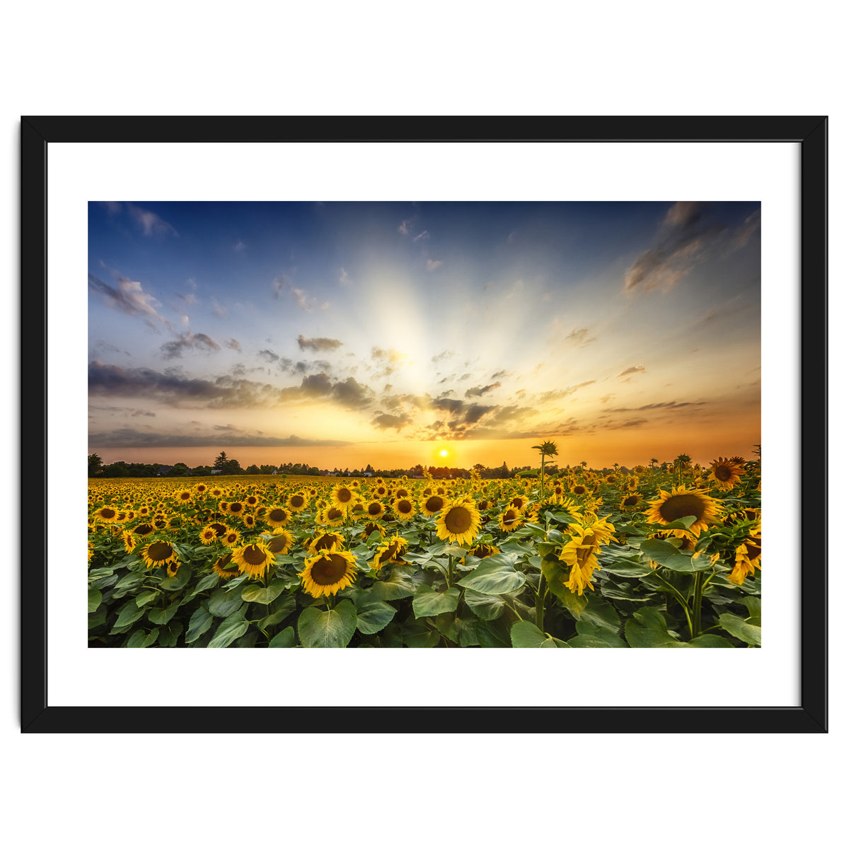 Sunflower field in the evening