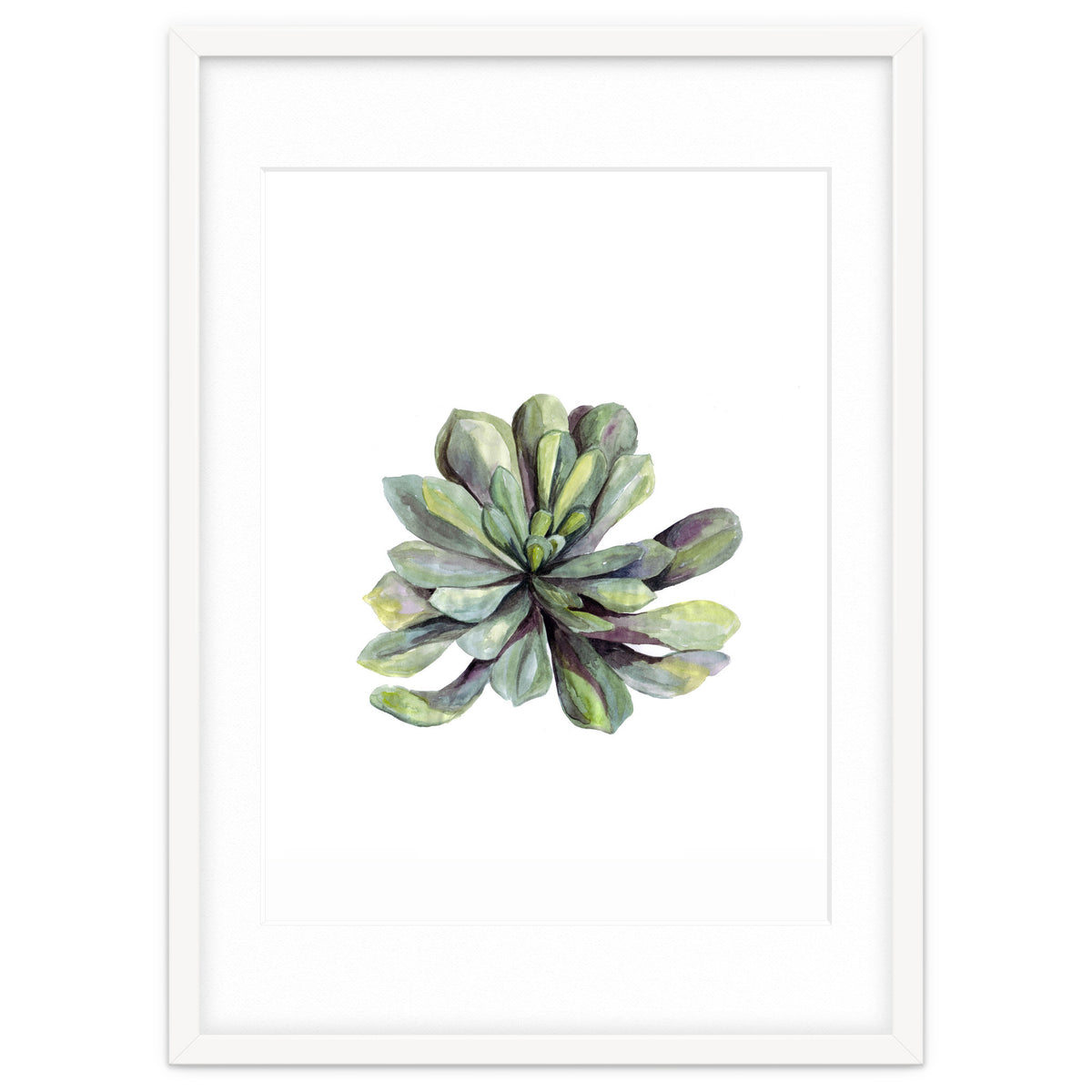 Botanical Illustration Succulent