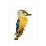 Cc Birds 07 (Print Only) thumbnail