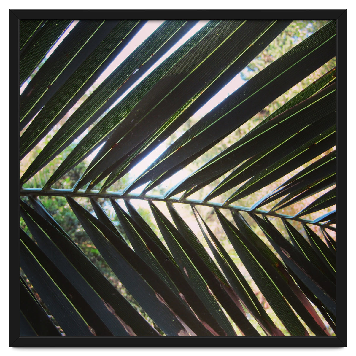 Palm leaf