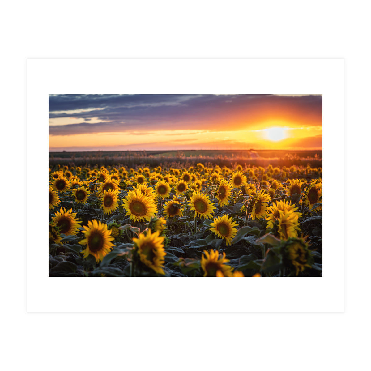 Sunflowers at Sunset (Print Only)