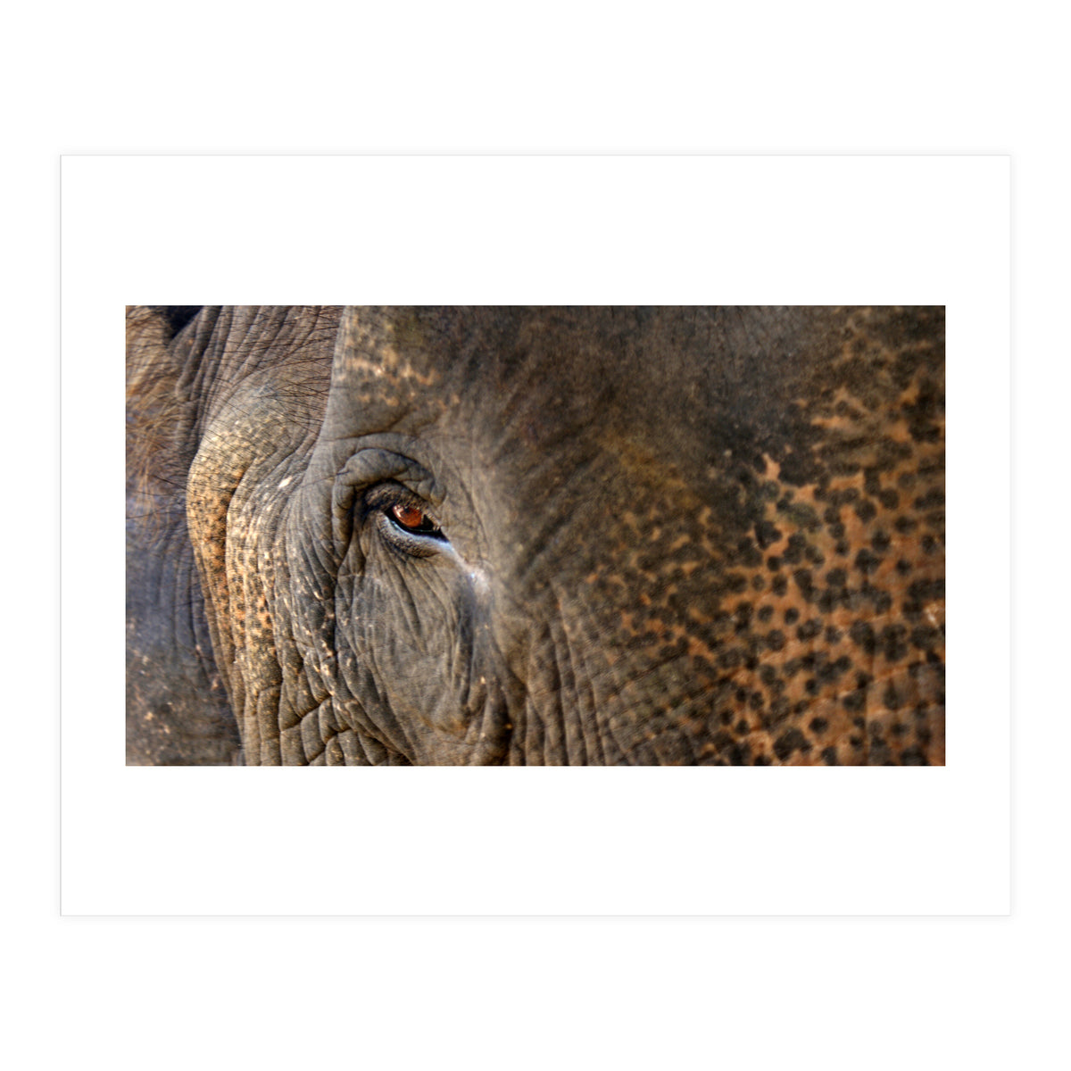 Face To Face - Elephant eye (Print Only)