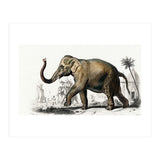 Asiatic elephant indicus illustrated (Print Only) thumbnail