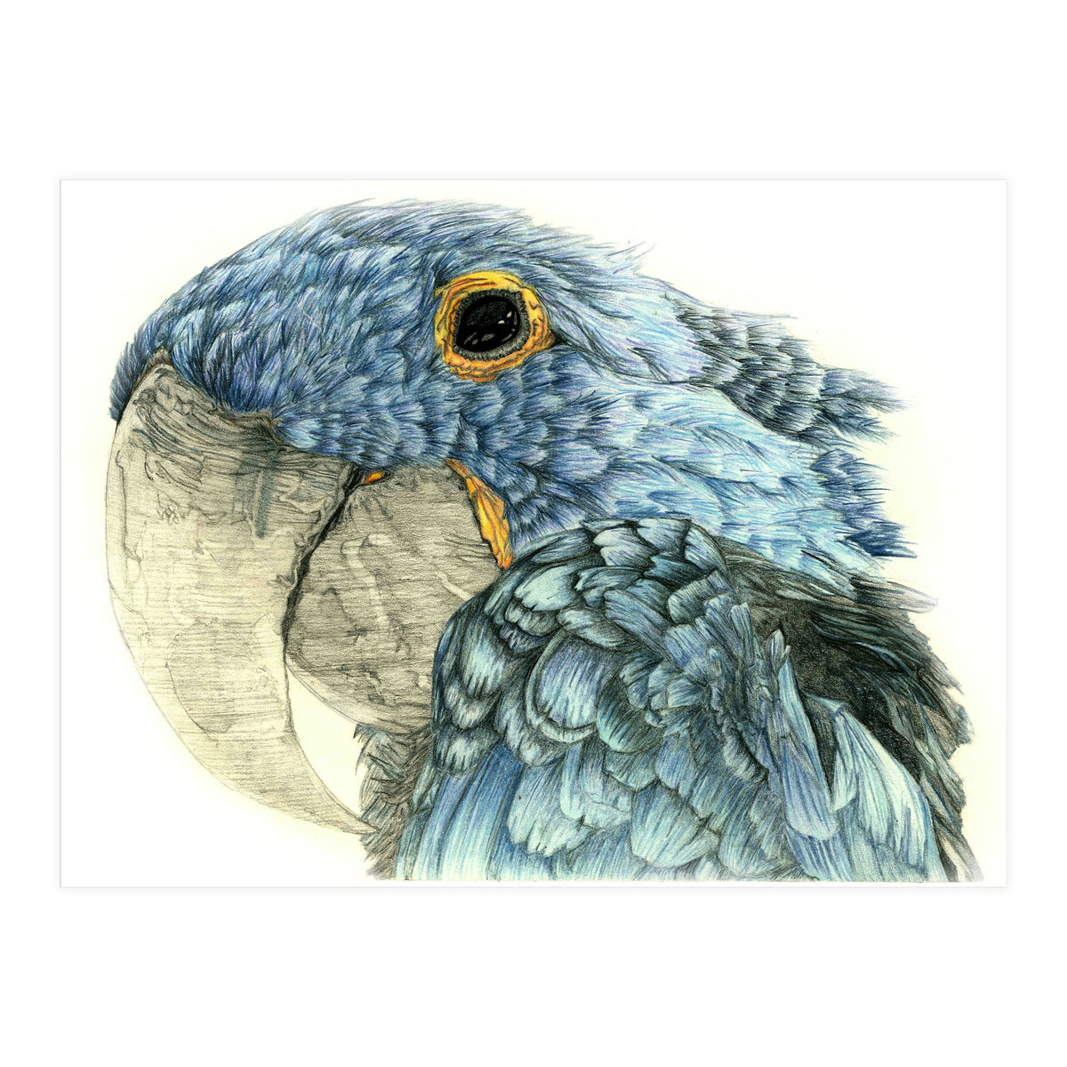 Blue Parrot (Print Only)