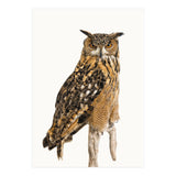 Cc Birds 11 (Print Only) thumbnail