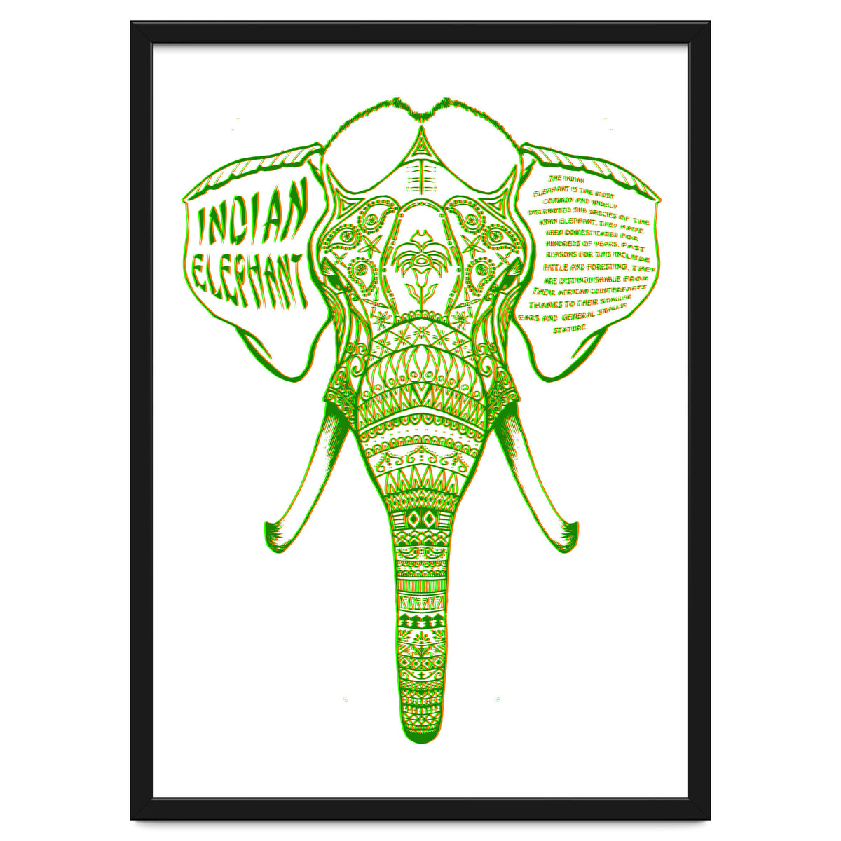 Indian Elephant