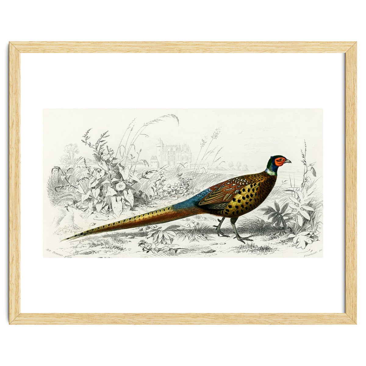 Ring-neckrd pheasant illustrated