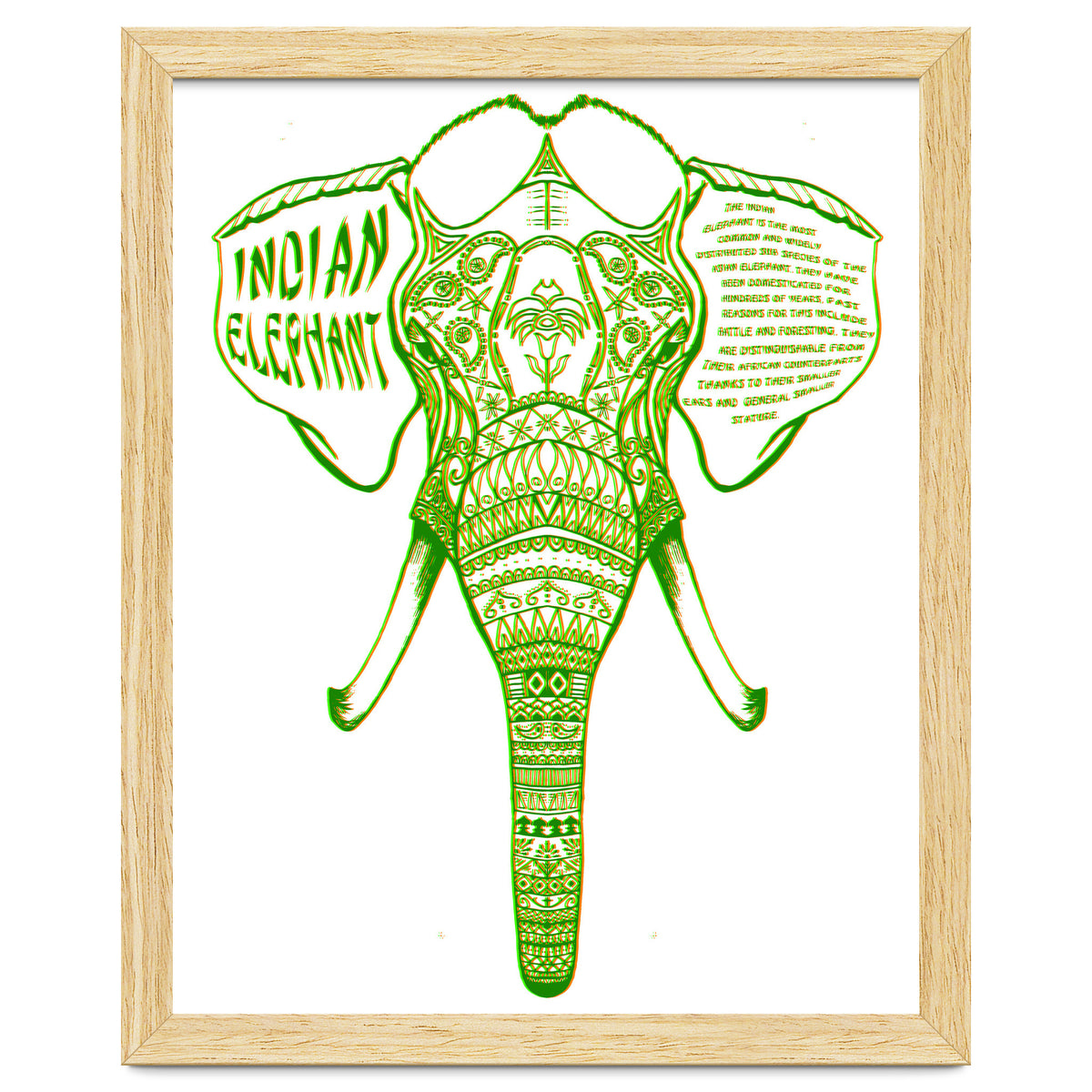Indian Elephant