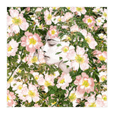 Child Of Nature (Print Only) thumbnail