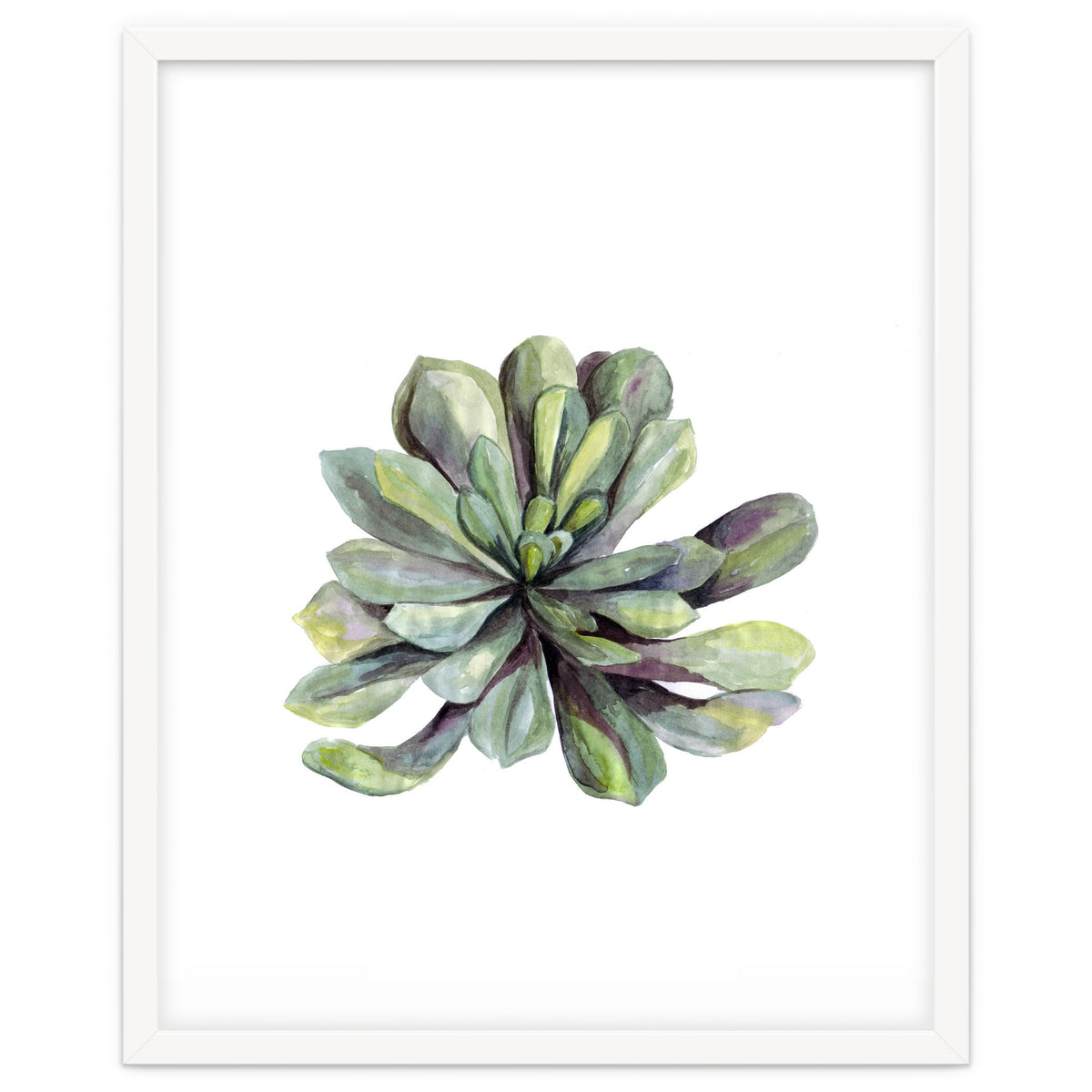 Botanical Illustration Succulent