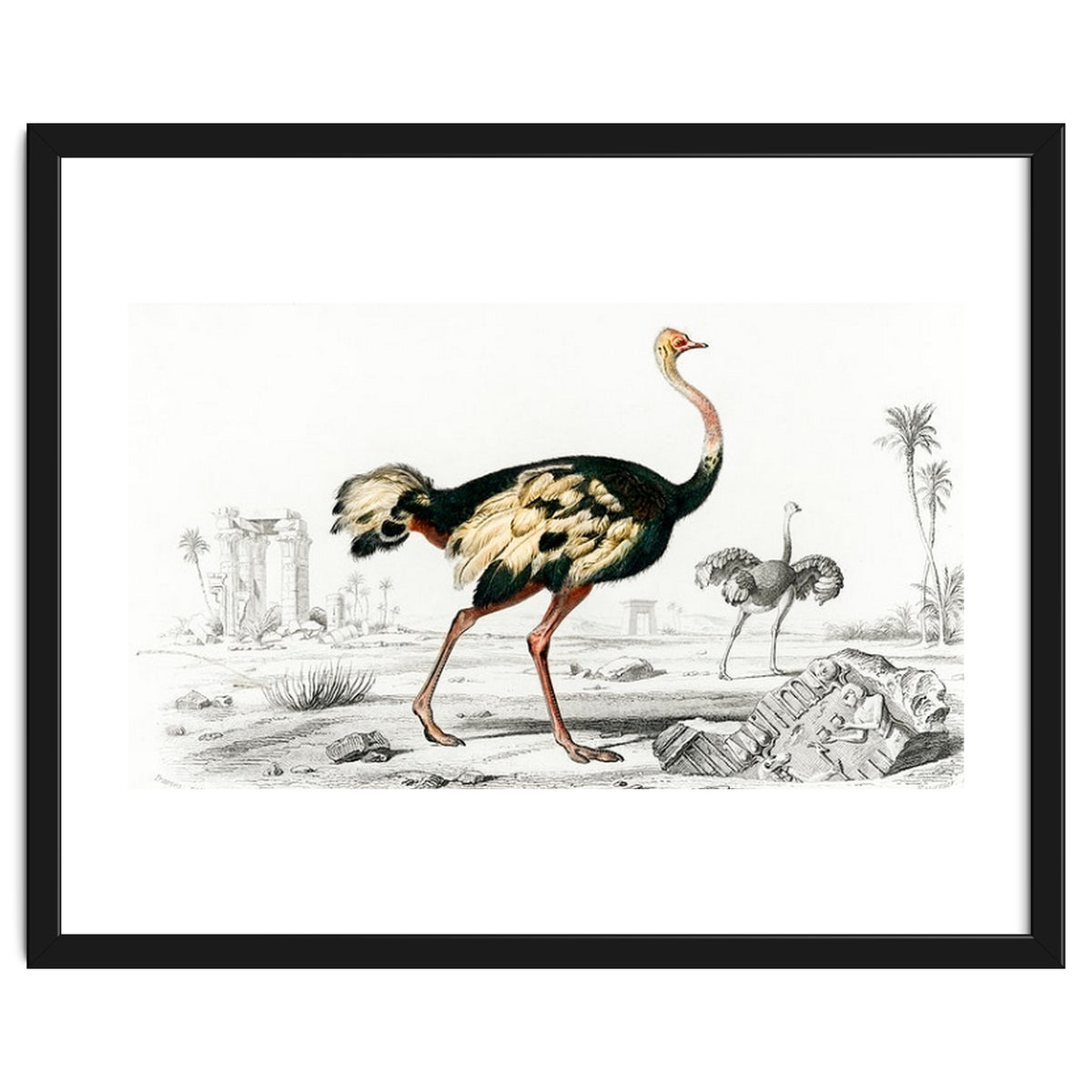 Struthio illustrated