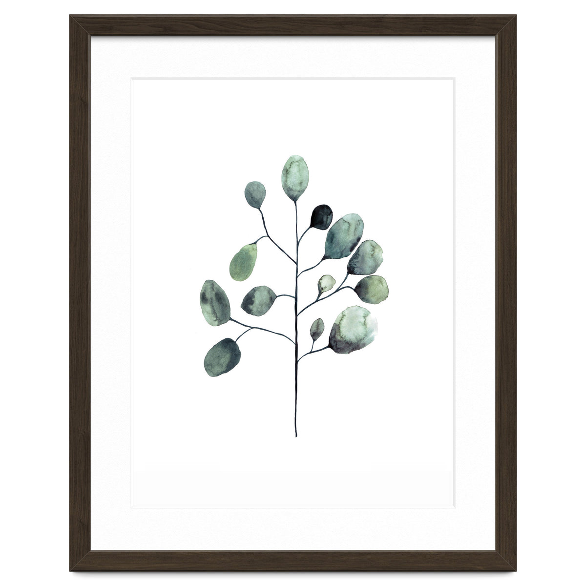 Botanical Illustration Eukalyptus