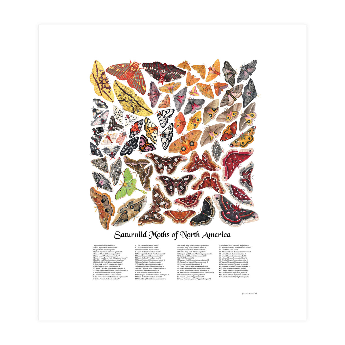 Saturniid Moths of North America (Print Only)