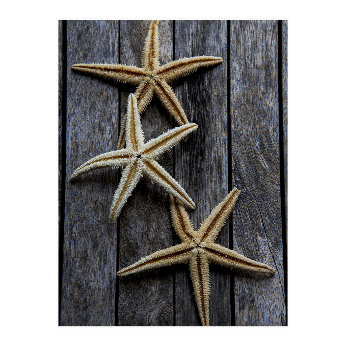 Starfishes in wooden (Print Only)