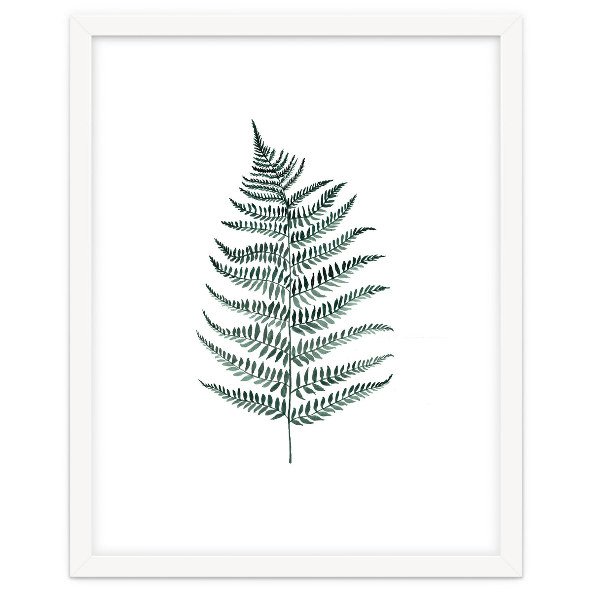 Botanical Illustration Silverfern