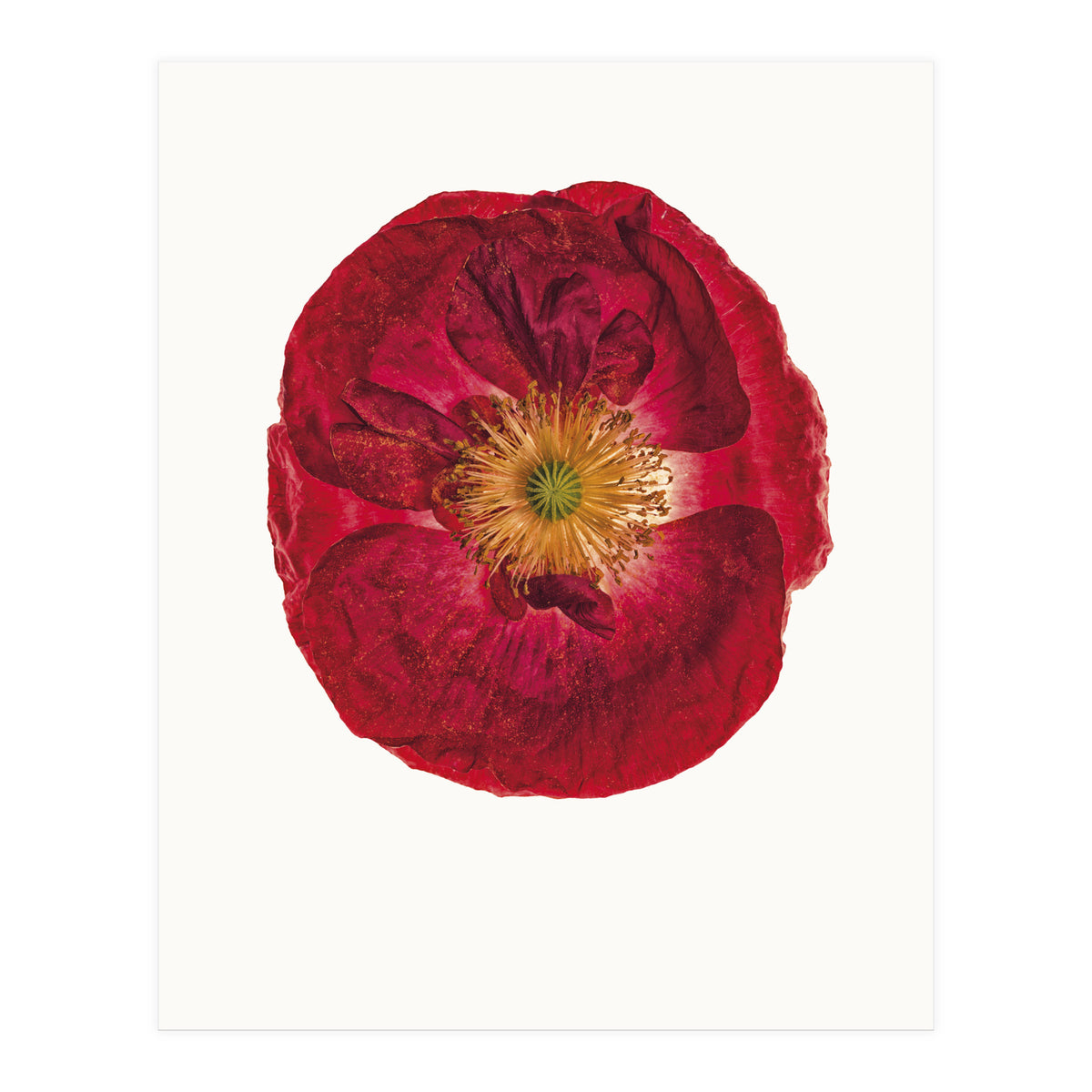 Cc Poppy 03 (Print Only)